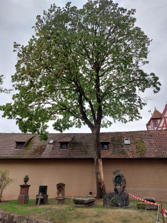 Baum Fällung